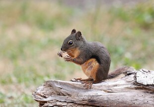松鼠于木上进食