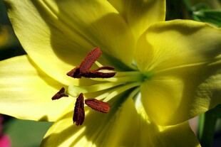 黄色百合花特写