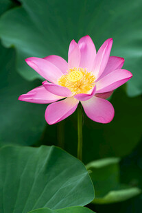 莲花