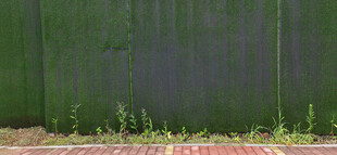 绿色围栏下的丛生野草