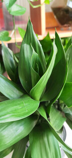 翠绿舒展的室内观叶植物