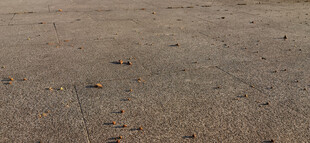 夕阳下空旷地面与植物果实光场景