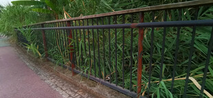 步道边铁艺围栏与绿植景观