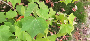 木芙蓉枝叶特写