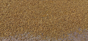 金黄饱满小麦谷物特写