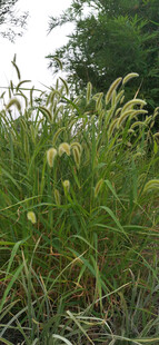 野外茂密狗尾草丛景观