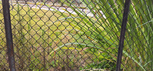 黑色风格金属围栏与翠绿植物