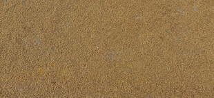 晾晒的饱满谷物麦子