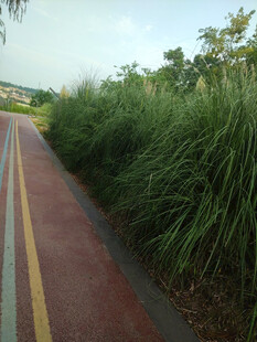 彩色骑行道旁的葱郁草木