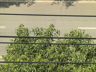 烈日下无精打采的树木