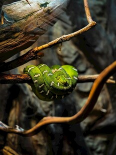 树枝上的绿色蜷曲状昆虫