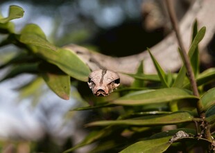 树枝上的神秘小动物