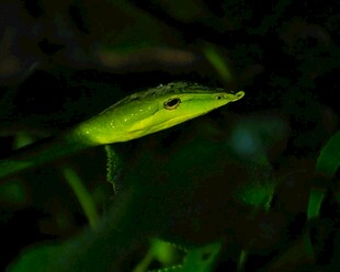 水中游动的绿色小鱼