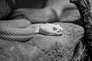 盘卧在石上的蛇