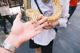 手伸向展示的金色蟒蛇