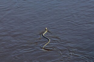 水中蜿蜒游动的蛇