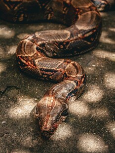 盘卧的花纹蟒蛇