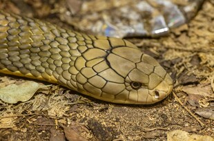 近景展示花纹独特的蛇