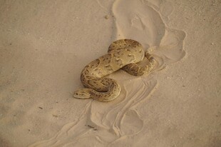 沙漠中的蜷曲毒蛇