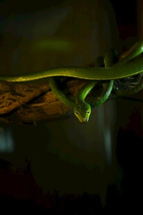 黑暗中盘踞的绿色神秘毒蛇