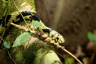 树枝上的斑斓毛毛虫