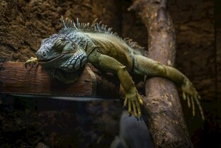 趴在木头上的绿鬣蜥