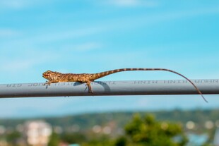 栖息于杆上的长尾蜥蜴