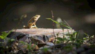 岩石上的绿色小蜥蜴