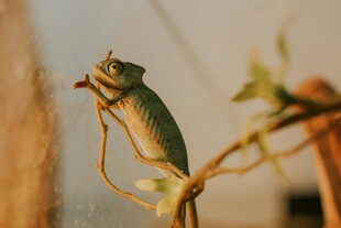 树枝上的绿色变色龙