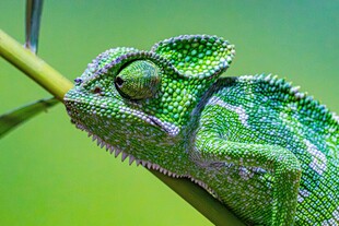 翠绿变色龙栖息于枝上