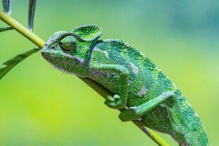 绿叶上的变色龙