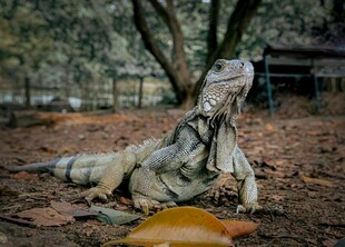 森林中休憩的蜥蜴