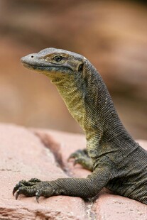 趴在岩石上的蜥蜴