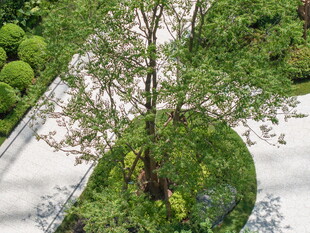 庭院绿植景观