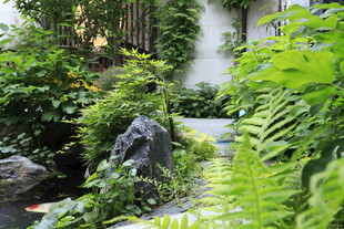 绿意盎然的庭院景观