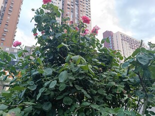 城市中盛开的繁茂月季花