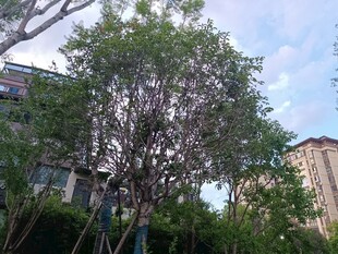 城市中葱郁树木与建筑