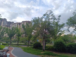城市中的绿意小径