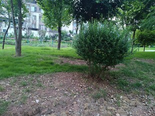 公园中的翠绿灌木景观