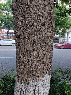 树干特写