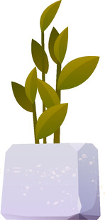 白色花盆中的嫩绿植物