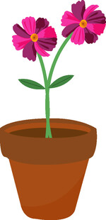 花盆中的两朵艳丽鲜花