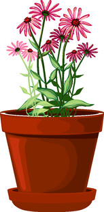 花盆中的粉色美丽花卉