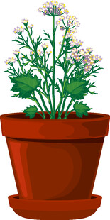 花盆中的清新小雏菊