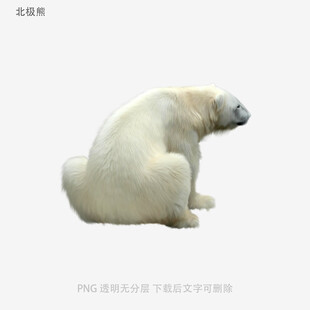 北极熊
