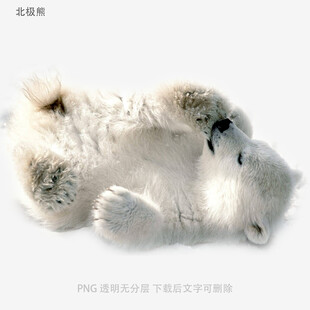 北极熊