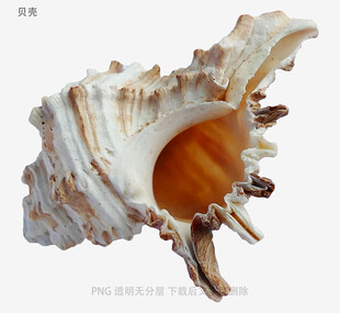 贝壳