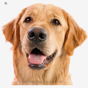 狗