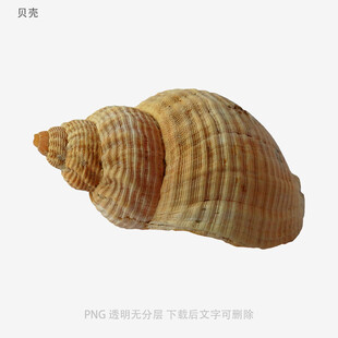 贝壳