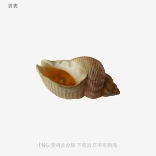 贝壳